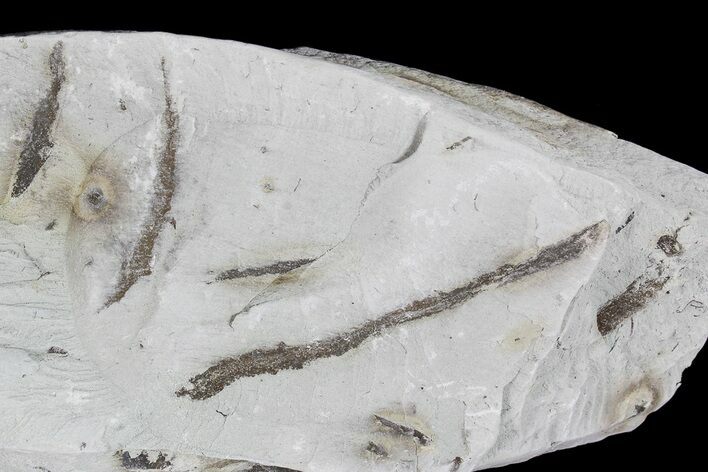 Ediacaran Aged Fossil Worms (Sabellidites) - Estonia #73532